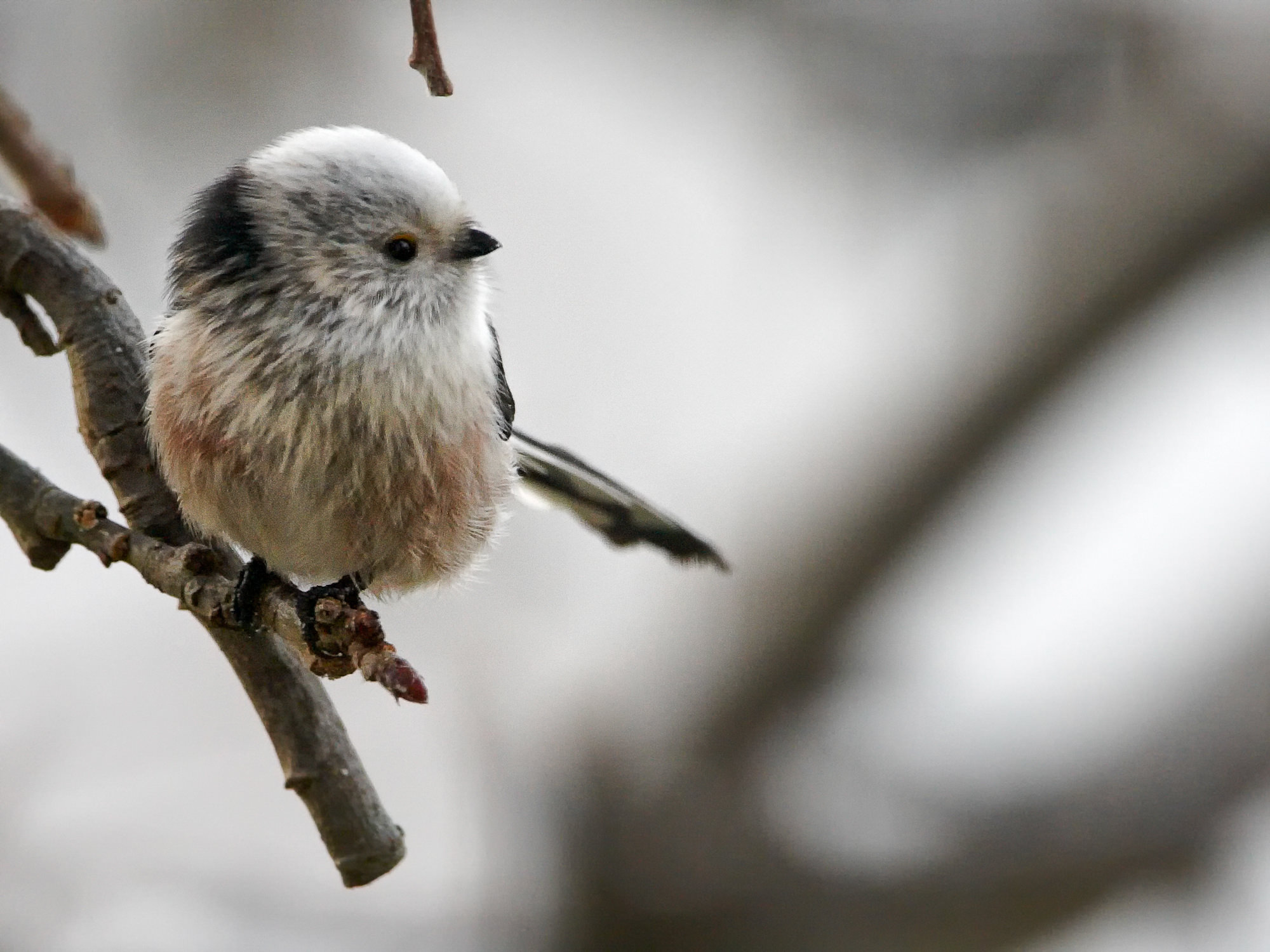 long-tailed tit